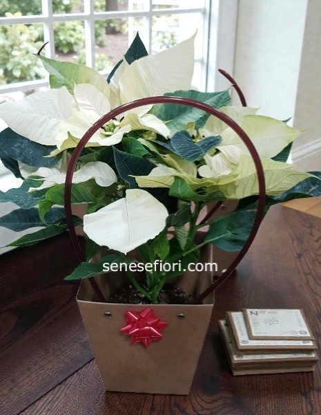 stella bianca small in borsetta regalo