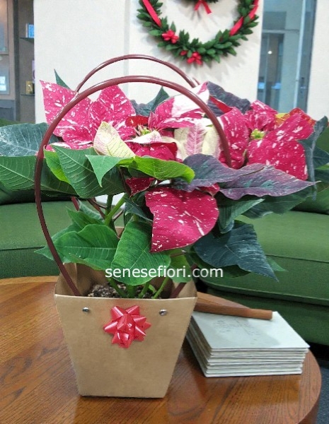 stellina small glitterata in borsetta 