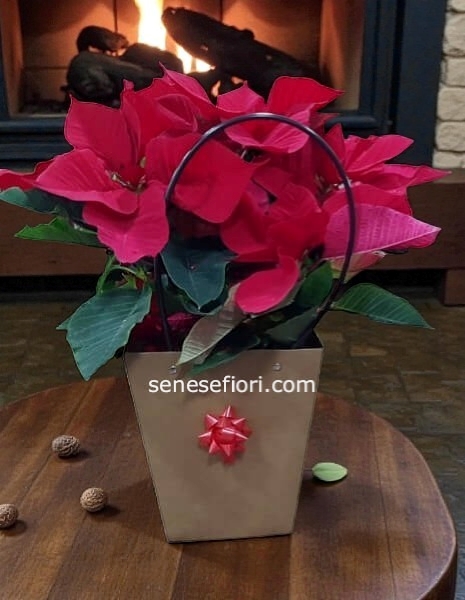 stella natalizia in borsa grande