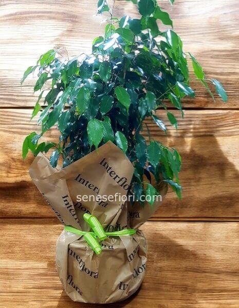 pianta ficus benjamino altezza 100/110 cm circa