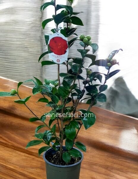 pianta di camelia