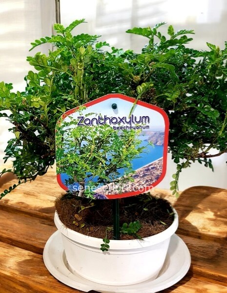 Bonsai Pepe