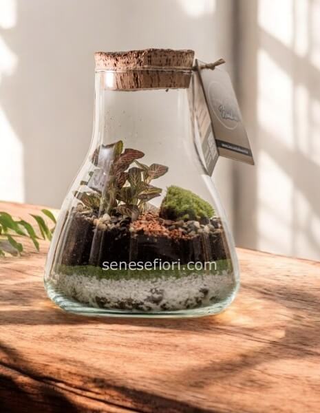 Terrarium Forza