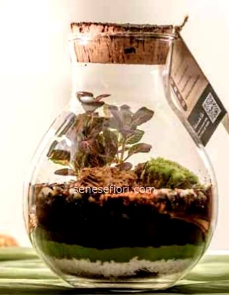 Terrarium Passione