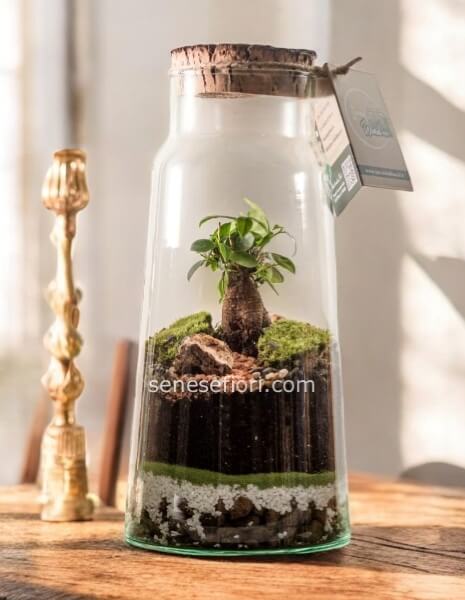 Terrarium Gioia