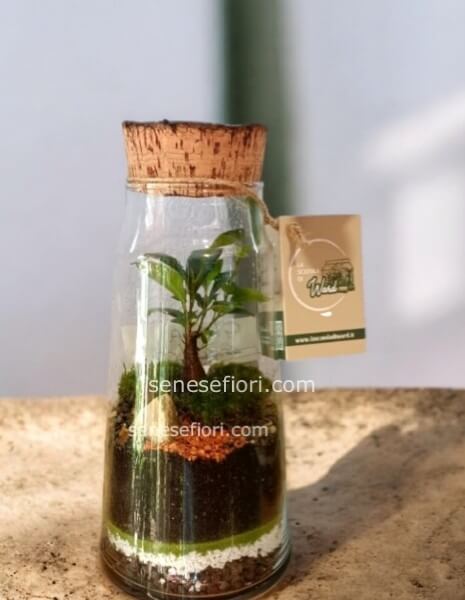Terrarium Gioia
