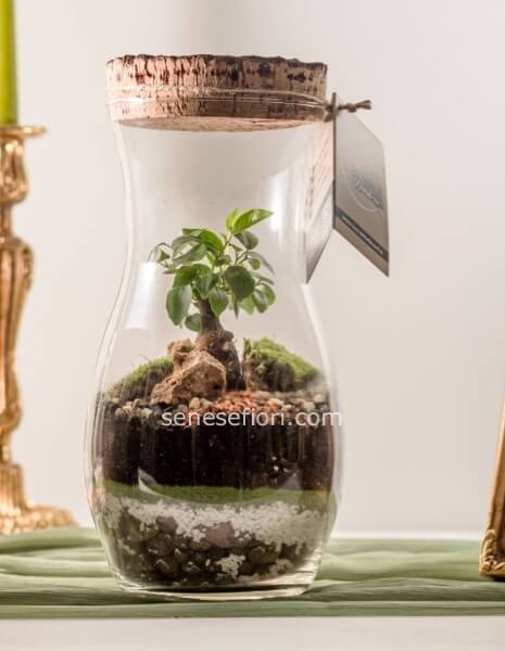 TERRARIUM UNIONE