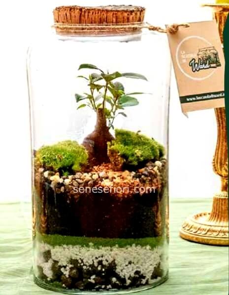 TERRARIUM MADRID
