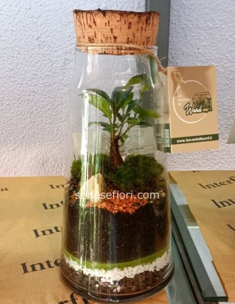 terrarium barcellona