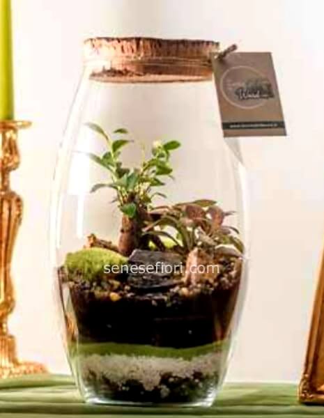 terrarium malesia