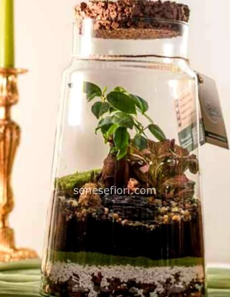 terrarium maldive