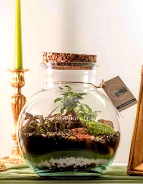 Terrarium "Dublino": Il Verde Smeraldo come Segno di Ringraziamento
