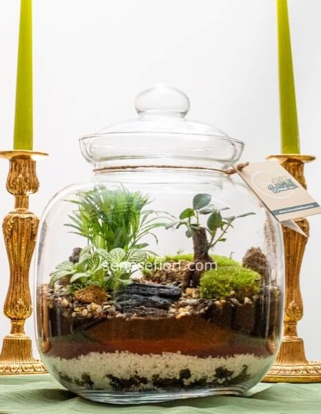 terrarium bruxelle