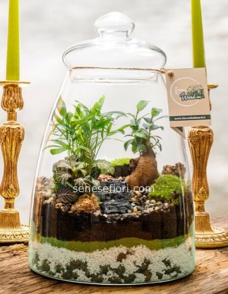 Terrarium "Madagascar": Un Frammento di Isola Selvaggia