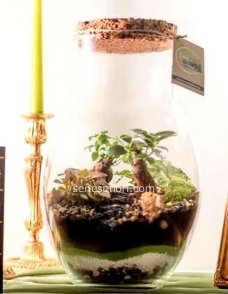 Terrarium "Goccia": Un Simbolo d´Amore Eterno