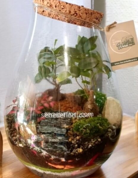 Terrarium "Cambogia": L´Incanto della Giungla Sacra