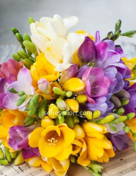 Bouquet di Fresie Colorate: Profumo e Allegria a Domicilio a Napoli