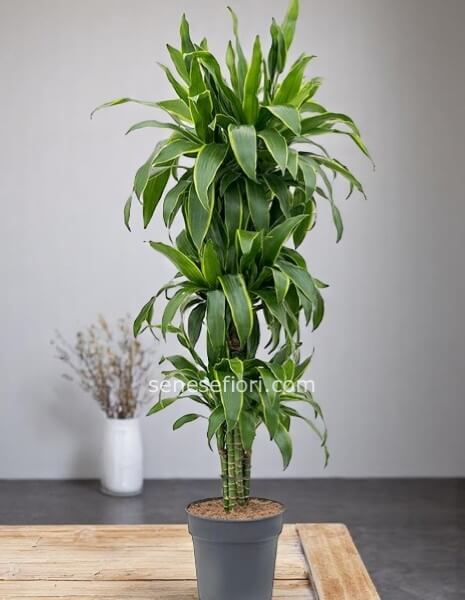 Dracena Arturo: Eleganza Verticale e Consegna a Mergellina