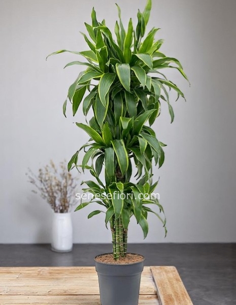 Dracena Arturo medium
