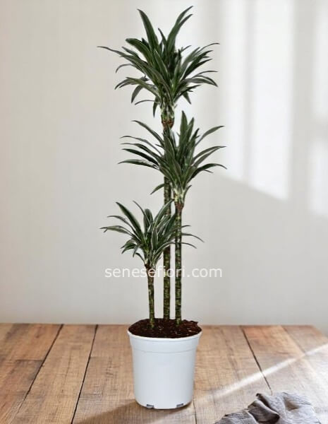 Dracena Warneckii: Un Regalo di Matrimonio Prestigioso a Napoli