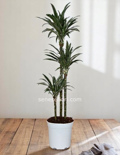 Dracena Warneckii media 3 tronchi