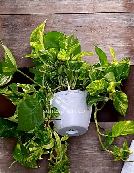 Pothos Basket: La Cascata Verde per la tua Casa al Vomero