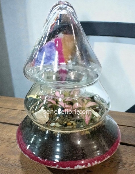 terrarium alberello natalizio