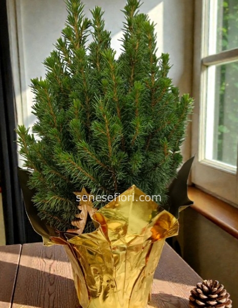 alberello natalizio