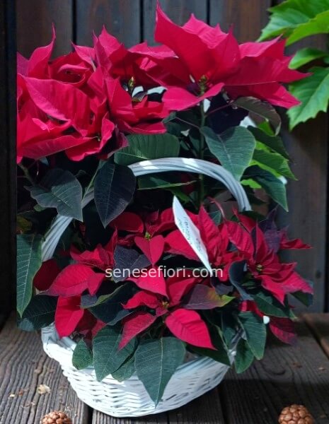 cesto stelle Natalizie