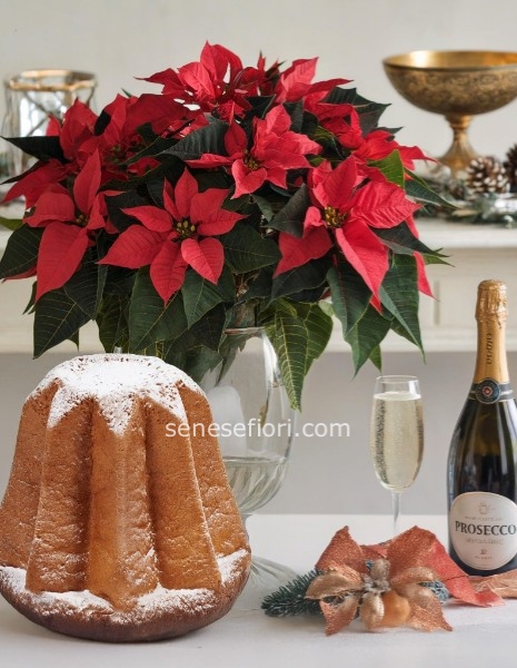 Stella Small,Pandoro o Panettone,bottiglia Prosecco o spumante