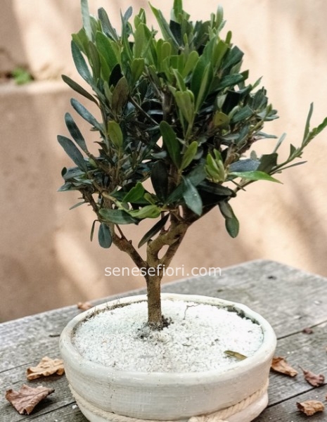 bonsai ulivo misura media con vaso ceramica
