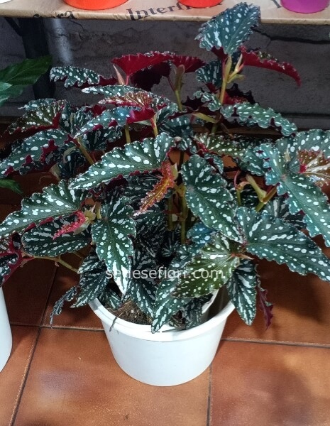Begonia maculata Medium