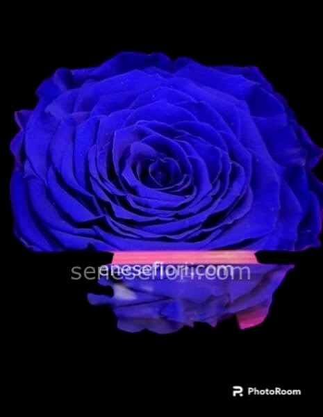 Acquista la tua Rosa Stabilizzata Blu